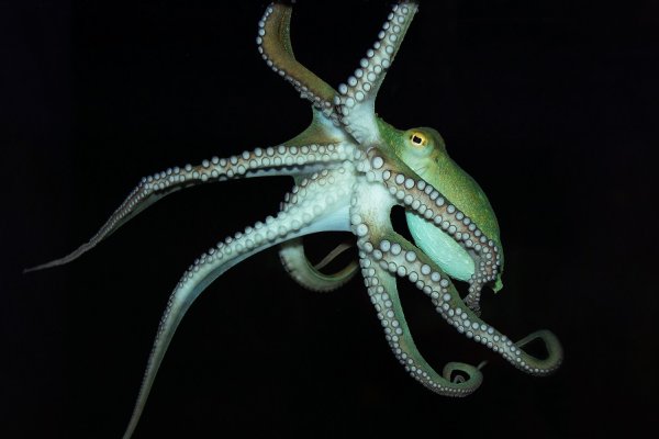 Kraken рабочее зеркало onion